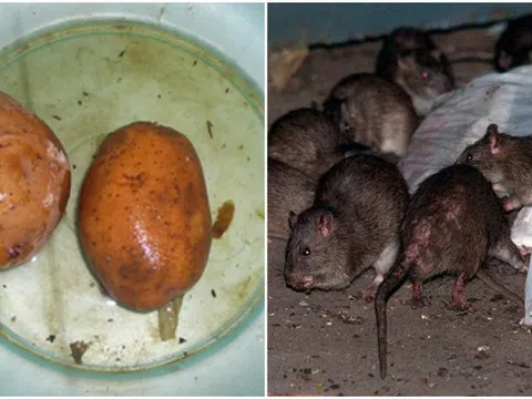 Lũ chuột trong nhà bạn sẽ biến mất chỉ sau 1 đêm với mẹo vặt từ 3 của khoai tây này